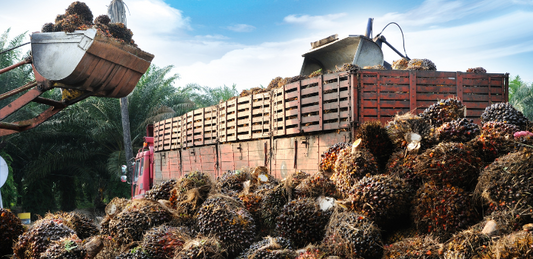 De impact van palmolie