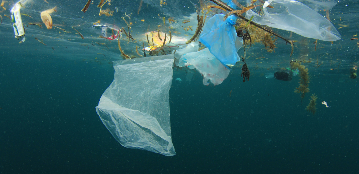 Wereld Oceanen Dag: de uitdagingen en wonderen van onze oceanen