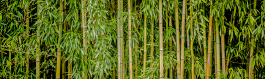Alles wat je moet weten over bamboe en bamboe disposables